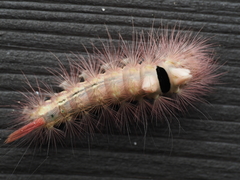 Calliteara pudibunda