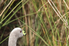 Cereopsis novaehollandiae