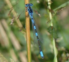 Coenagrion scitulum