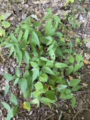 Vincetoxicum hirundinaria