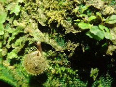 Plectotropis mackensii