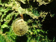 Plectotropis mackensii