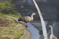 Cereopsis novaehollandiae