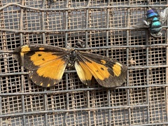 Acraea