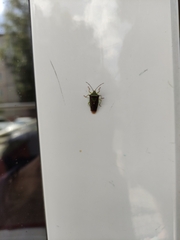 Acanthosoma haemorrhoidale