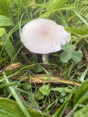 Clitocybe dealbata
