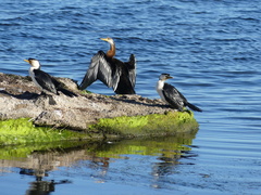 Anhinga novaehollandiae