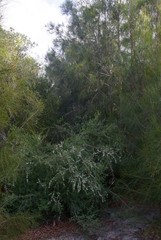Leptospermum laevigatum