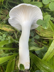 Clitocybe dealbata