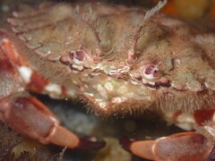 Romaleon antennarium