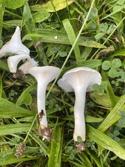 Clitocybe dealbata