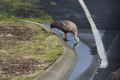 Cereopsis novaehollandiae