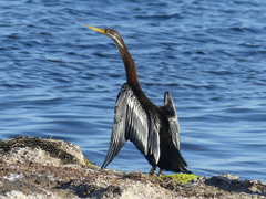 Anhinga novaehollandiae