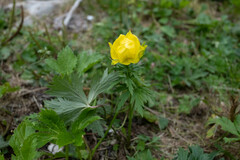Trollius europaeus