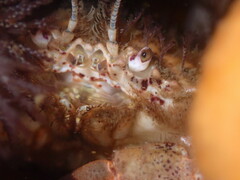 Romaleon antennarium