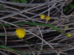 Acacia applanata