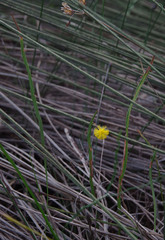 Acacia applanata