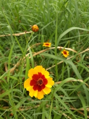 Coreopsis tinctoria