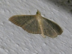 Pilocrocis ramentalis