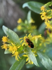 Tropidothorax leucopterus