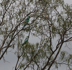 Barnardius zonarius barnardi