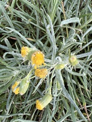 Senecio macrocarpus