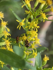 Tropidothorax leucopterus