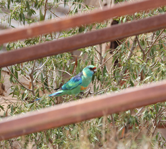 Barnardius zonarius barnardi