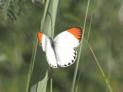 Colotis