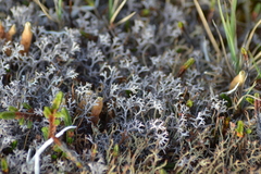 Cladonia rangiferina