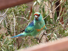 Barnardius zonarius barnardi