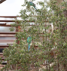 Barnardius zonarius barnardi