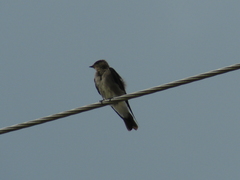 Stelgidopteryx serripennis ridgwayi
