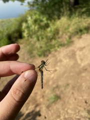 Sympetrum danae