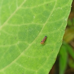 Cicadellini