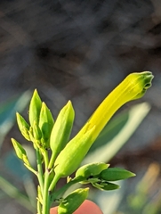 Nicotiana glauca