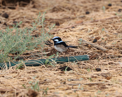 Malurus cyaneus
