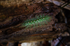 Tanaecia iapis puseda