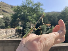 Empusa pennicornis
