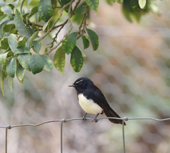 Rhipidura leucophrys