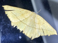 Prochoerodes lineola