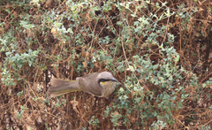Gavicalis virescens