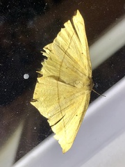 Prochoerodes lineola