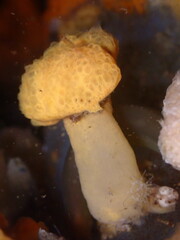 Distaplia occidentalis