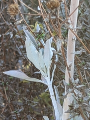 Salvia apiana