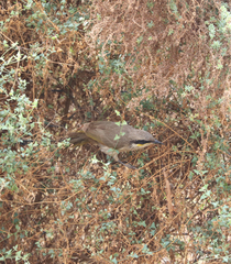 Gavicalis virescens