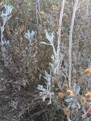 Salvia apiana