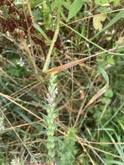 Odontites vernus