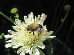 Volucella bombylans