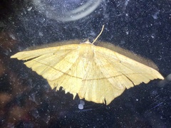 Prochoerodes lineola